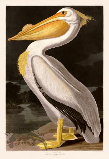 311 American White Pelican bc